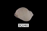 藏品(紫口珊瑚螺)的圖片